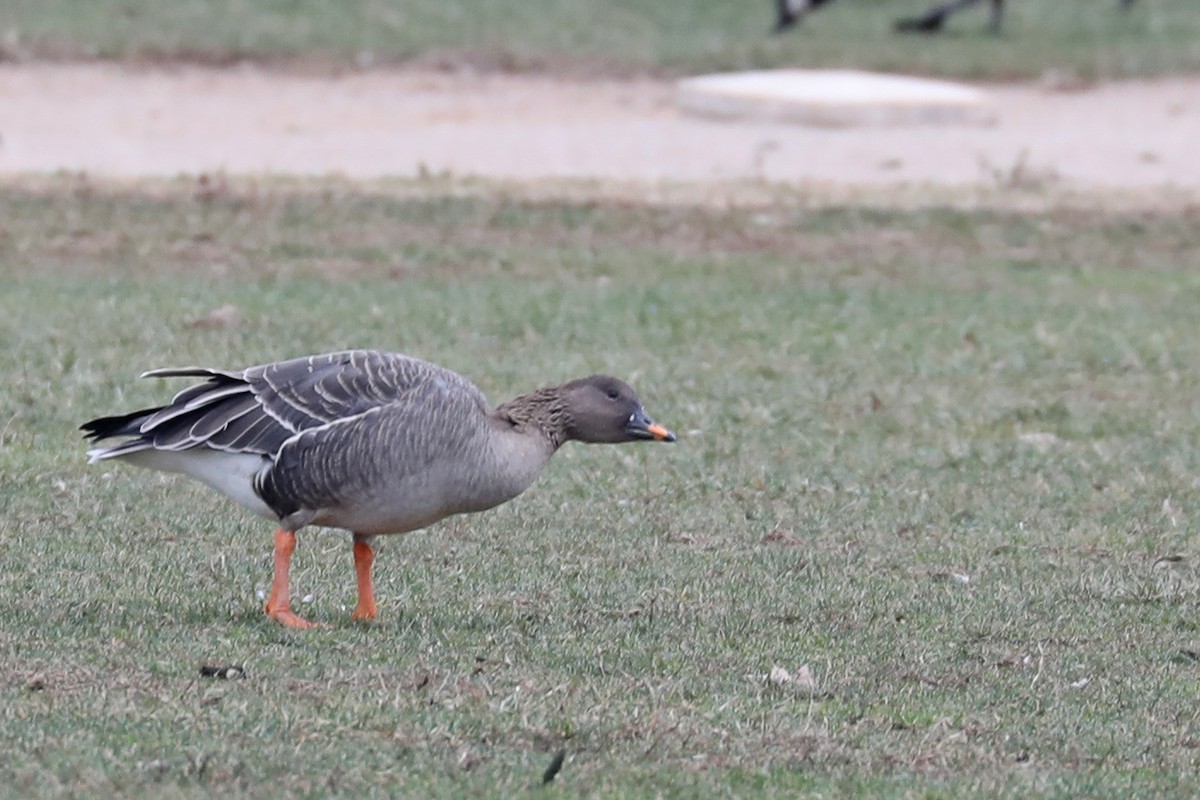 Tundra Bean-Goose - ML288595401