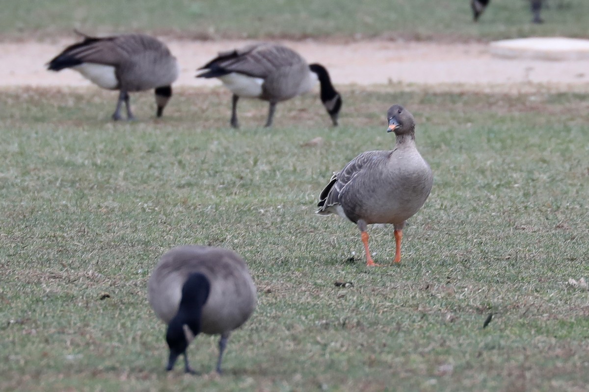 Tundra Bean-Goose - ML288595411