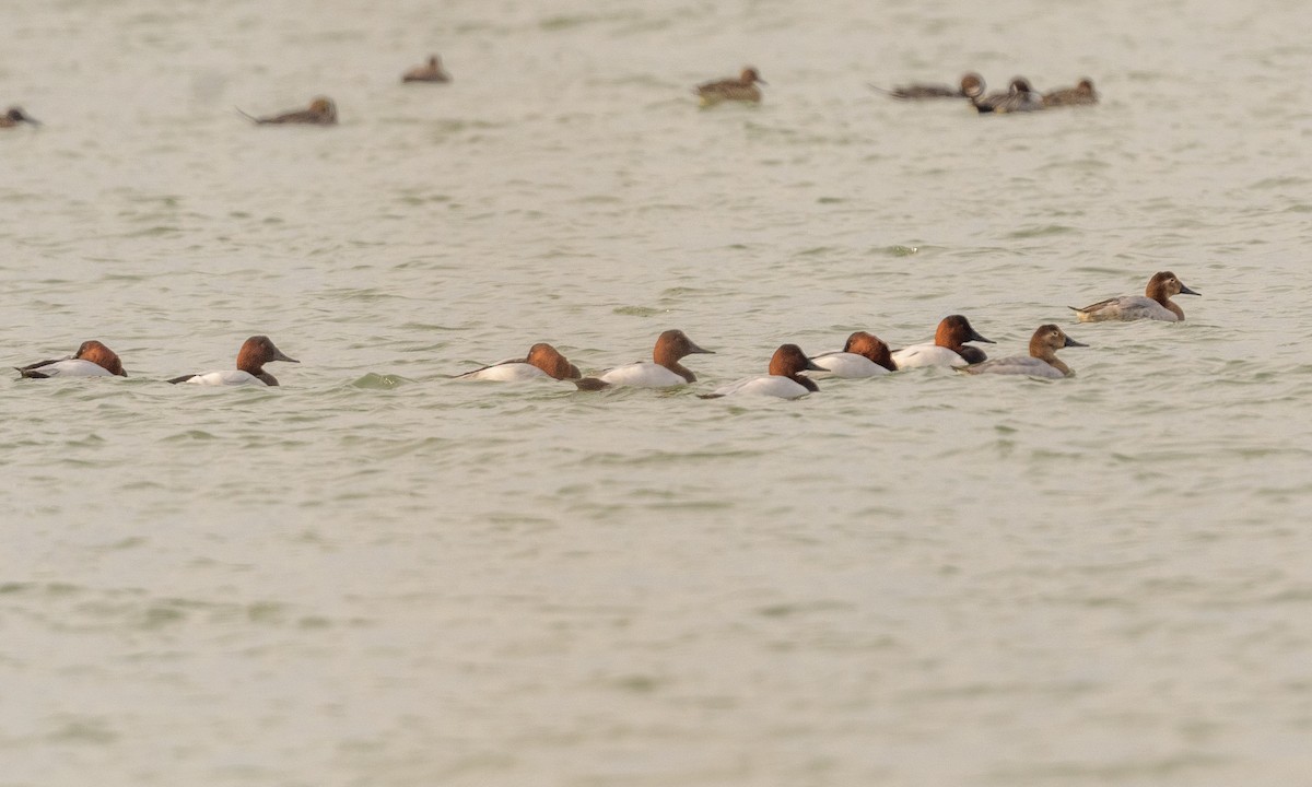 Canvasback - Becky Matsubara