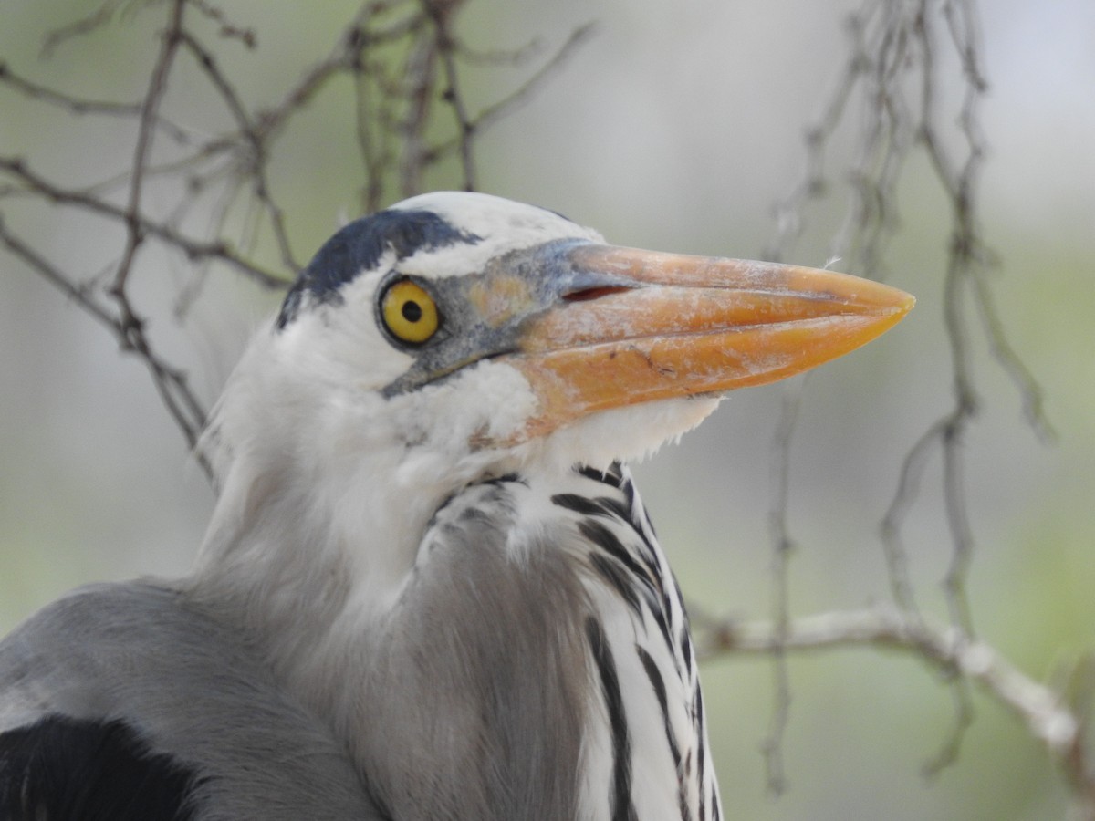 Great Blue Heron - ML28859981