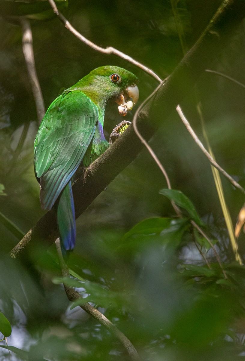 Blue-bellied Parrot - ML288600281