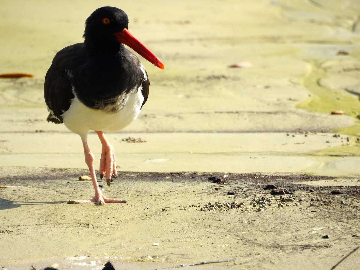 American Oystercatcher - ML28860131