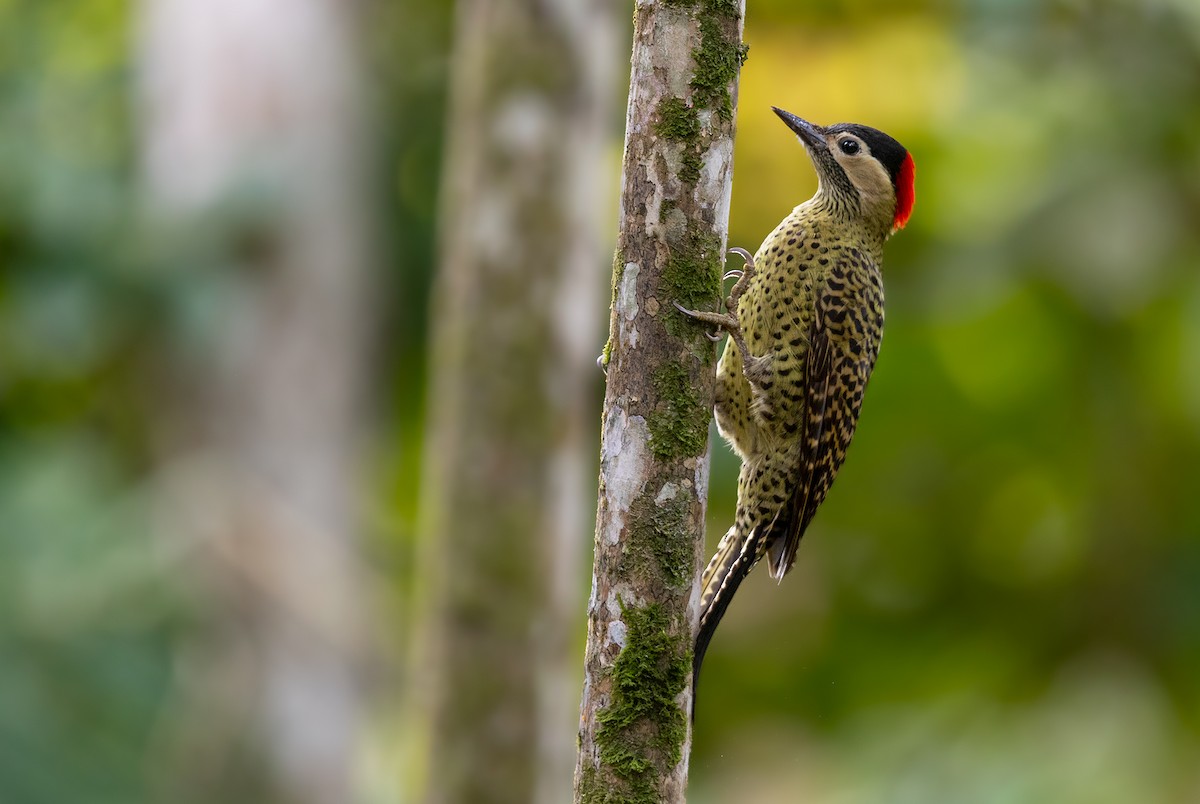 Green-barred Woodpecker - ML288601391