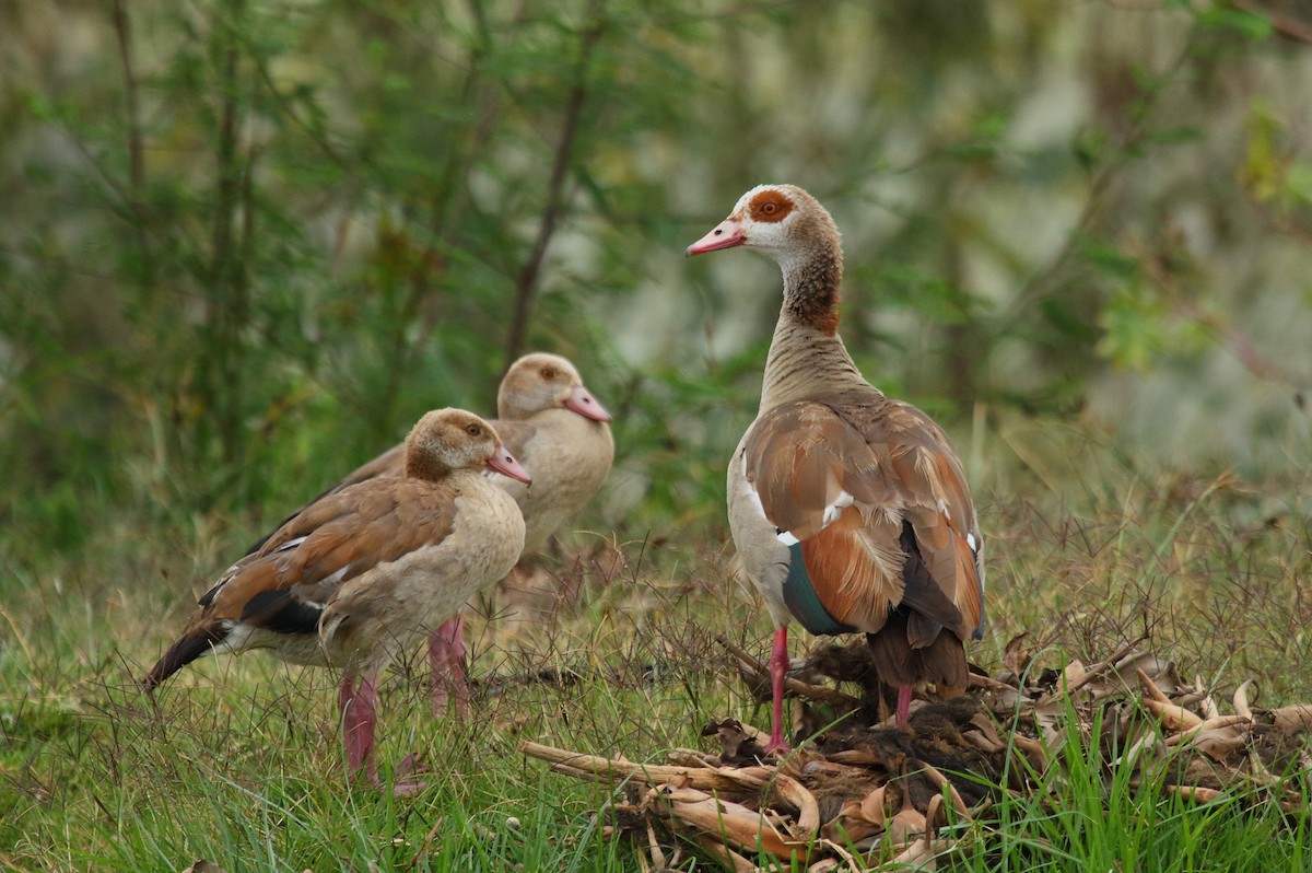 Egyptian Goose - Patrick J. Blake