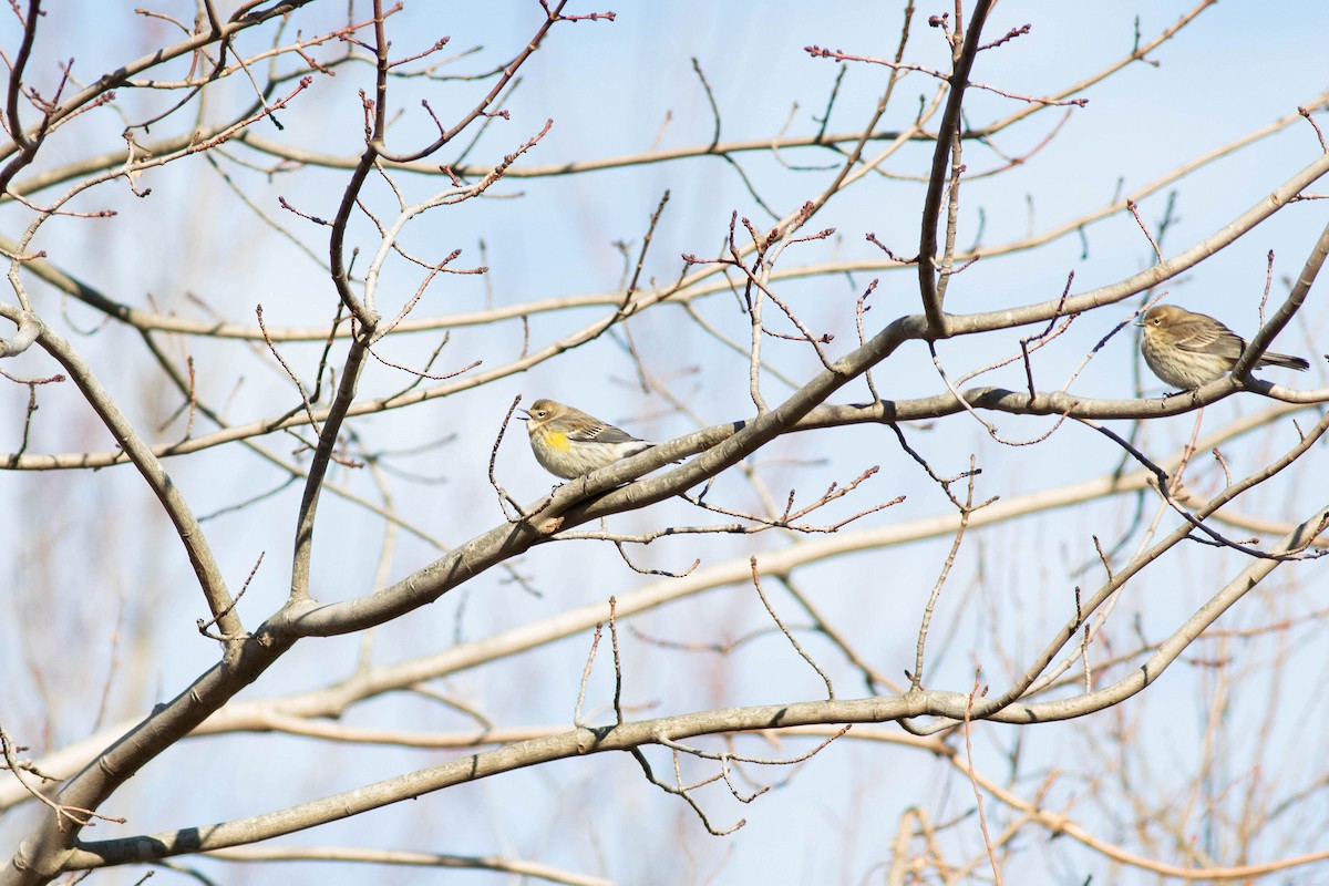 Yellow-rumped Warbler (Myrtle) - ML288605061