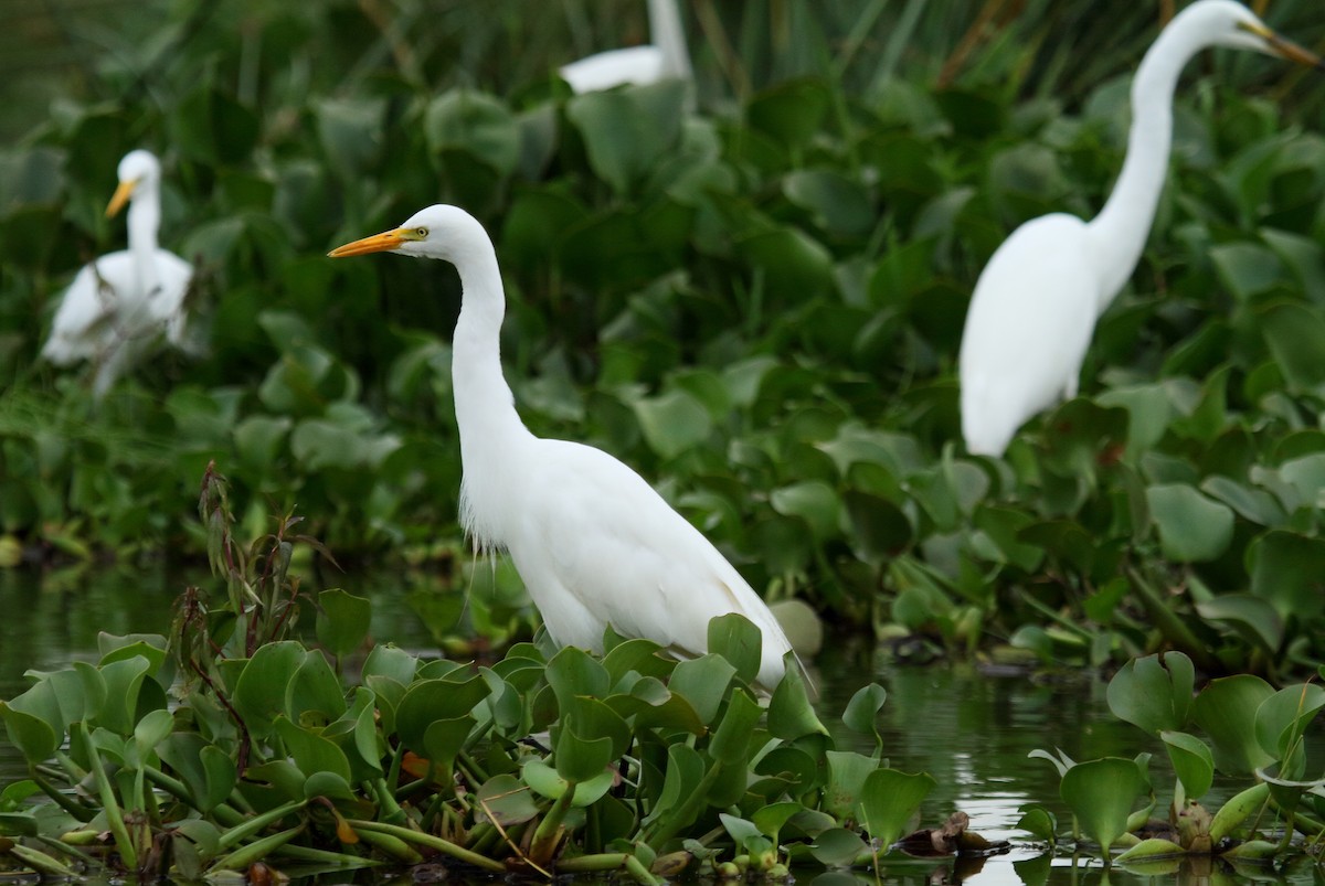 Yellow-billed Egret - ML28860521