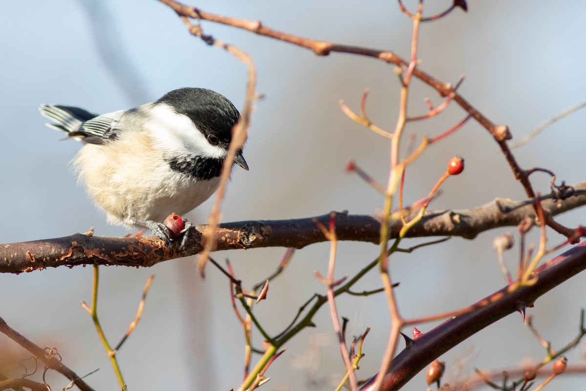 Black-capped Chickadee - ML288605261