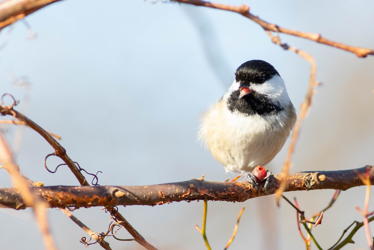 Black-capped Chickadee - ML288605291