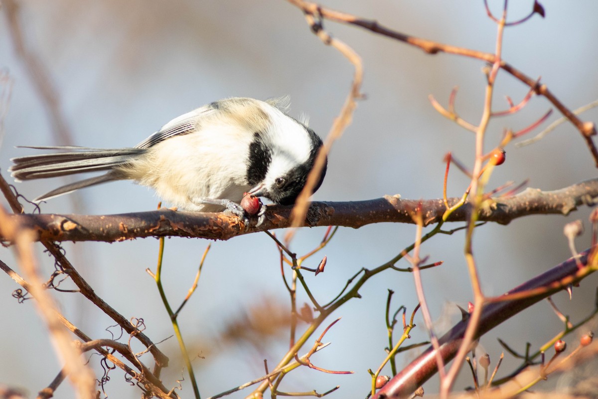 Black-capped Chickadee - ML288605311