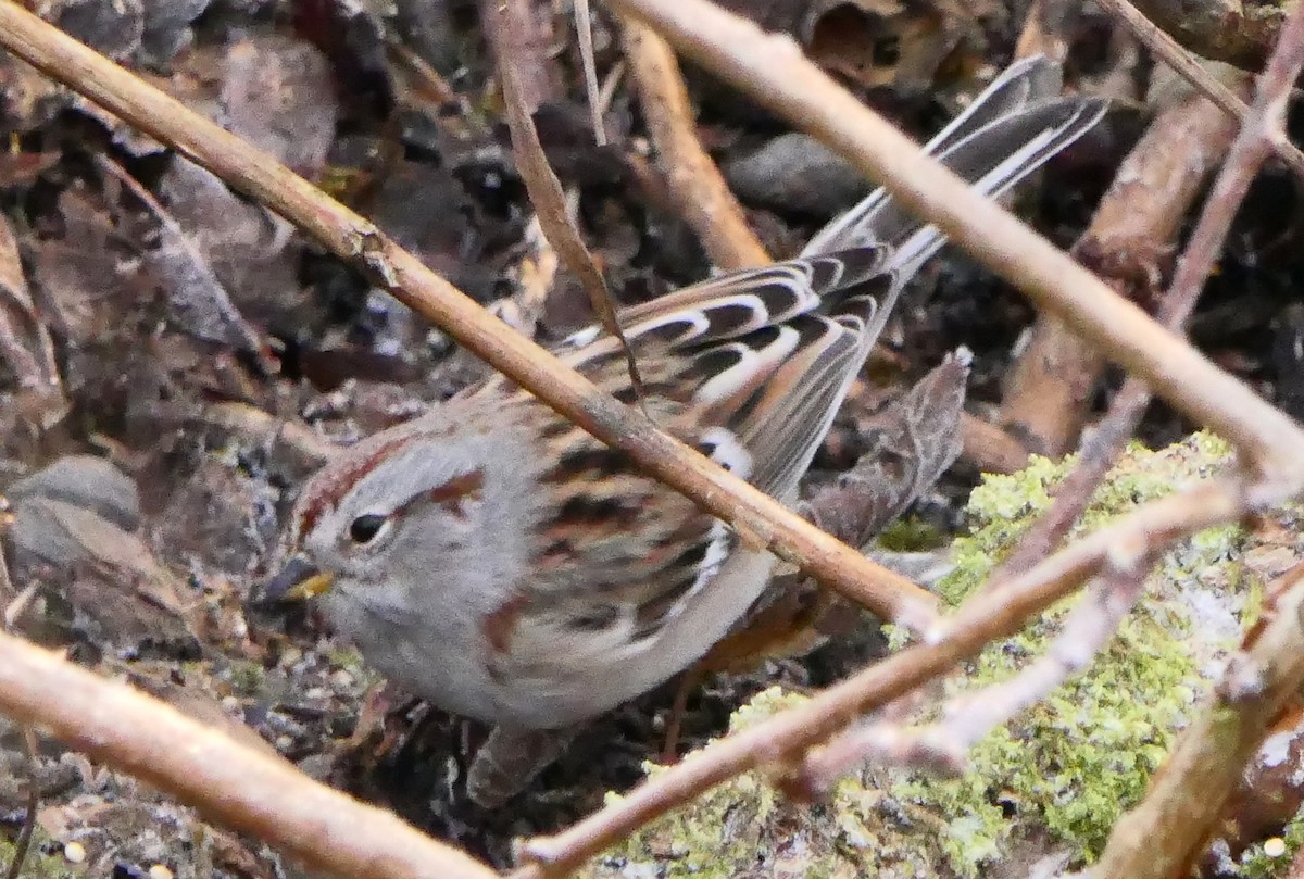 American Tree Sparrow - ML288606281