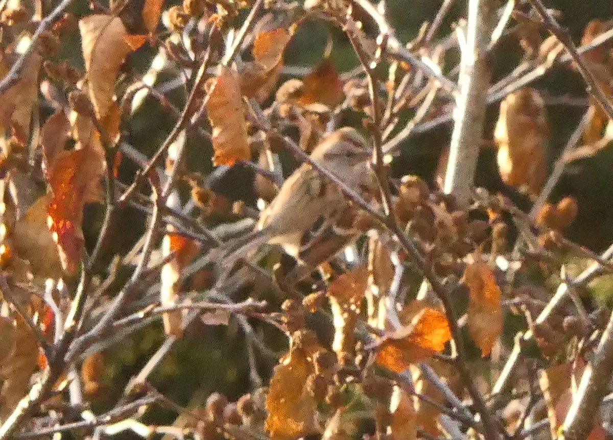 American Tree Sparrow - ML288606311