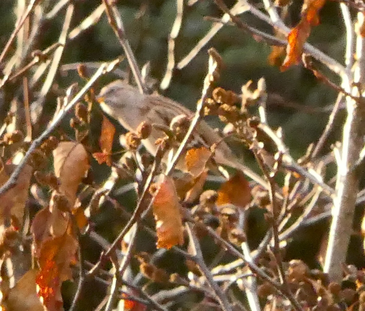 American Tree Sparrow - ML288606401