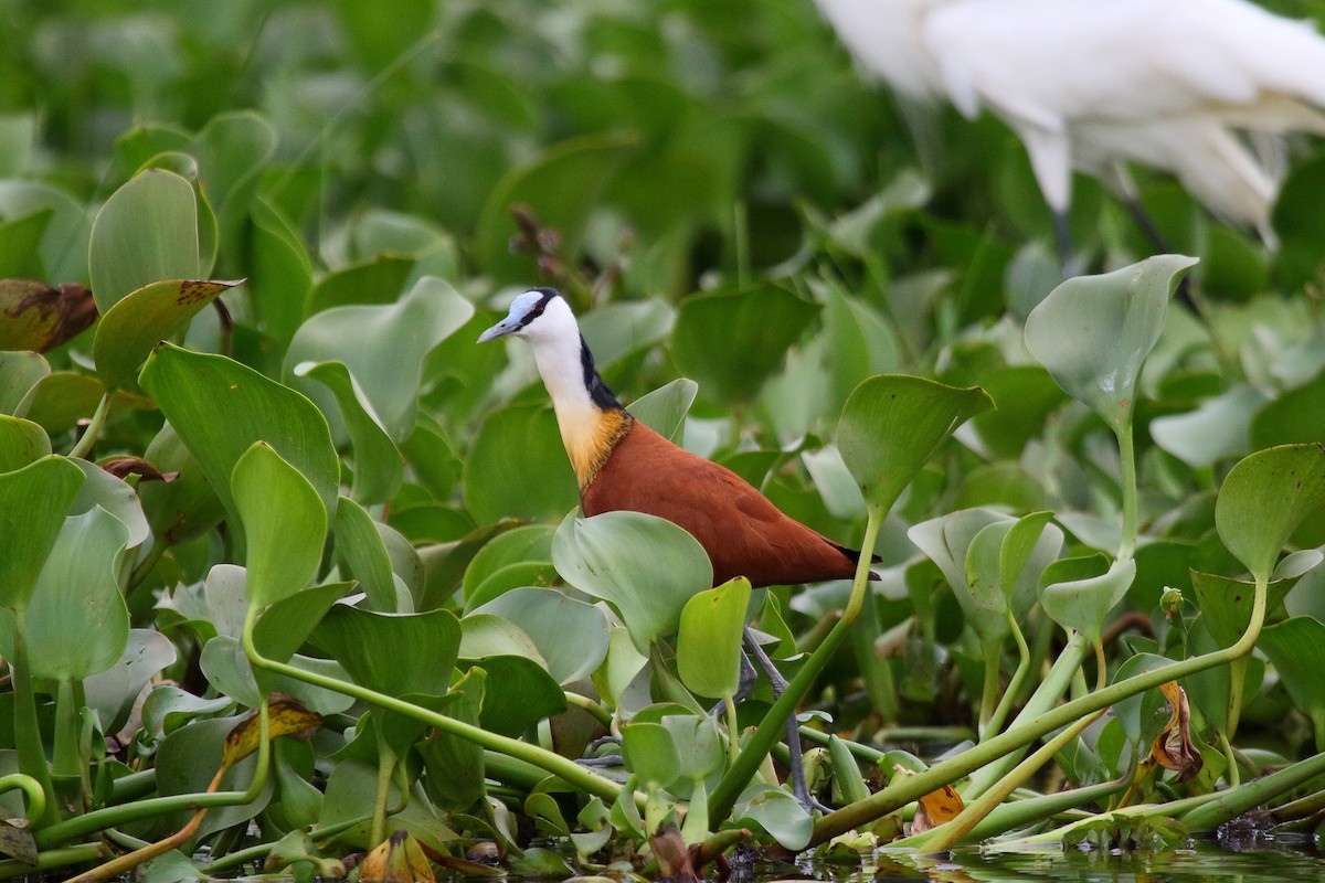 Jacana à poitrine dorée - ML28860681