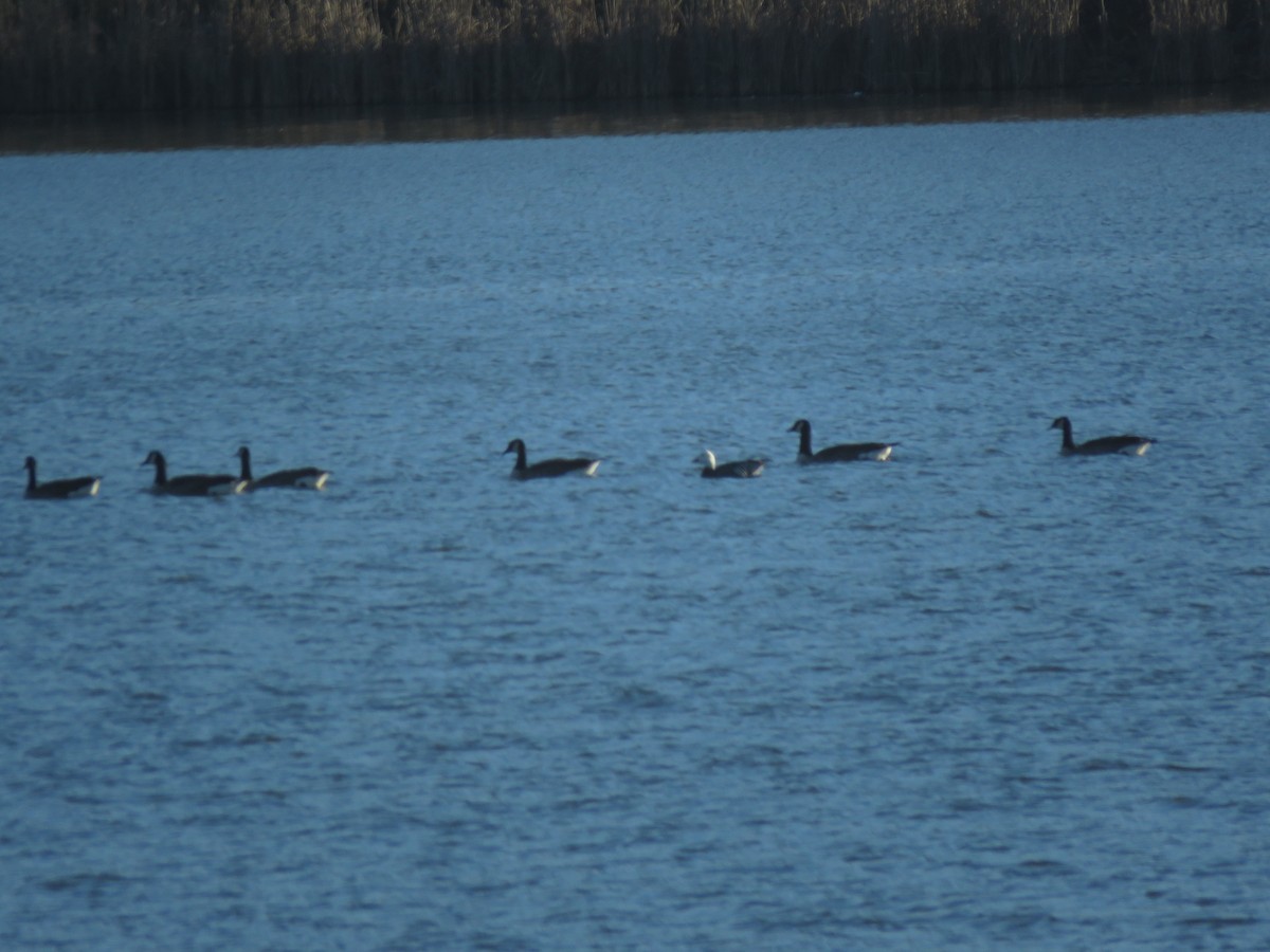 Snow Goose - Jerry Griggs