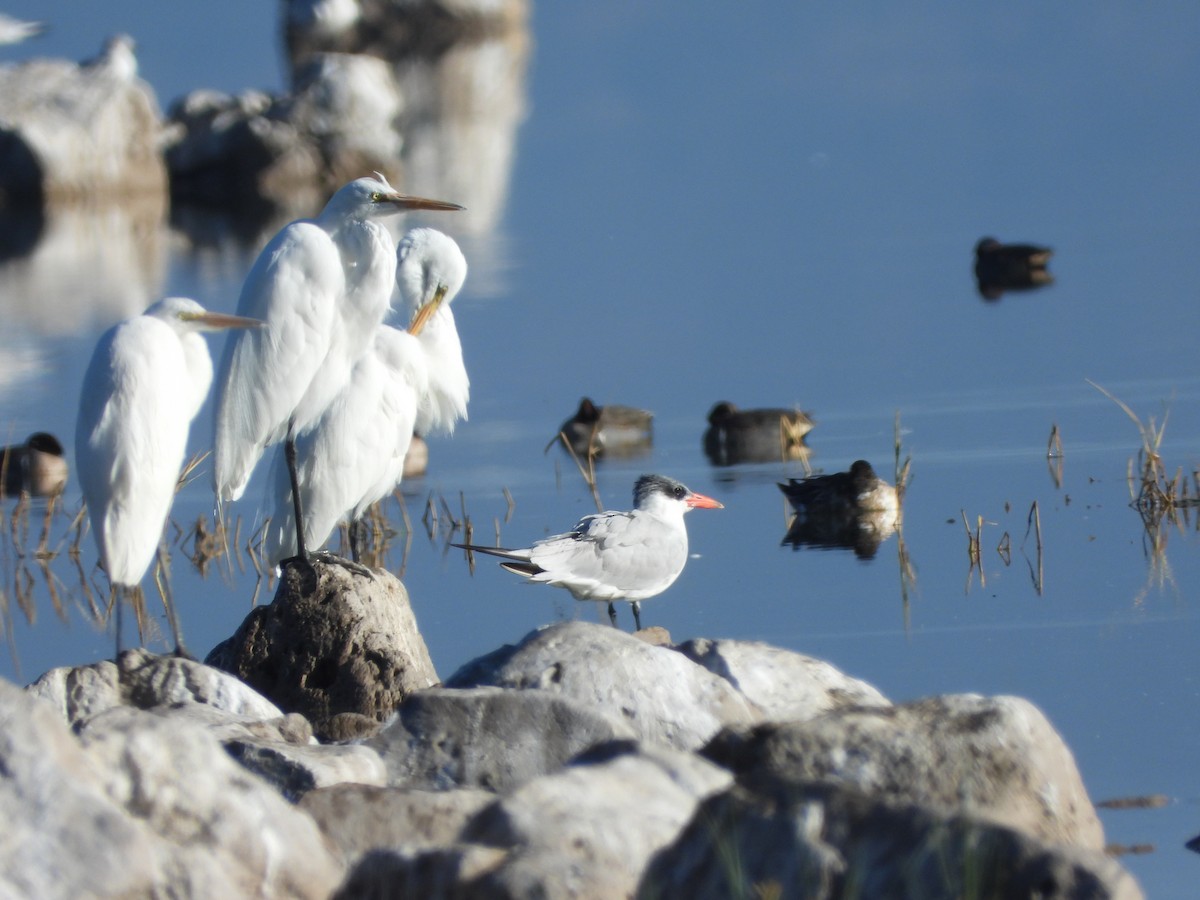 Caspian Tern - ML288609321