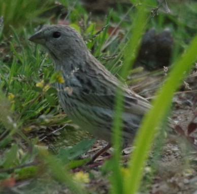 Saffron Finch - ML288610801