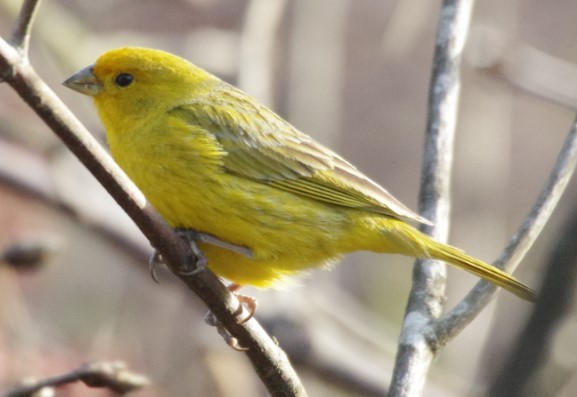 Saffron Finch - ML288610811