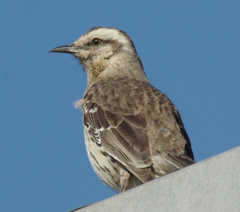 Chilean Mockingbird - ML288611051
