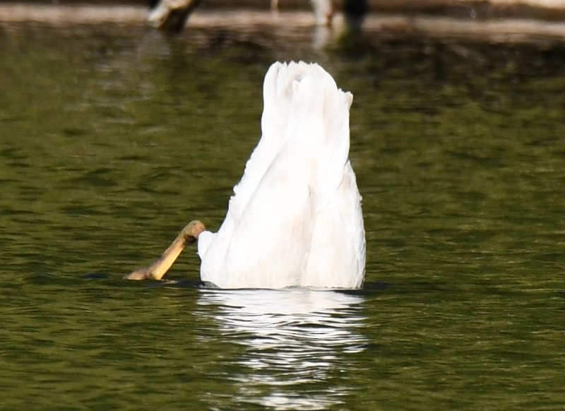 Trumpeter Swan - ML288611531