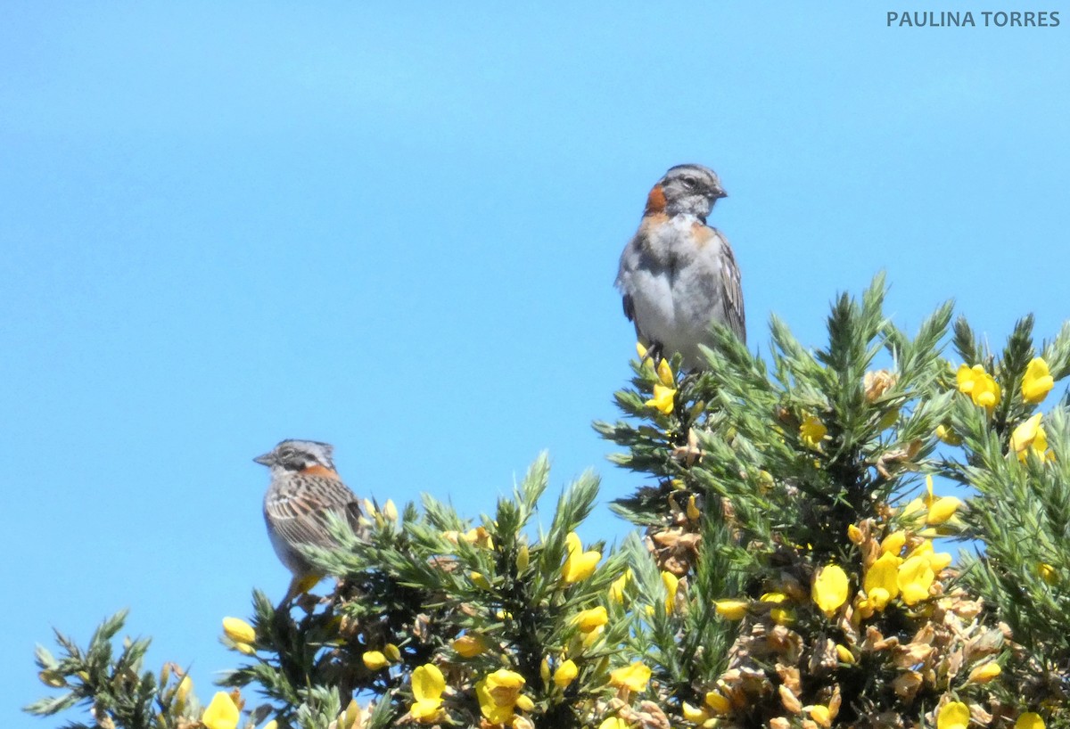 Rufous-collared Sparrow - ML288611941