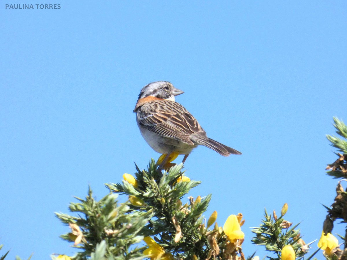 Rufous-collared Sparrow - ML288612031