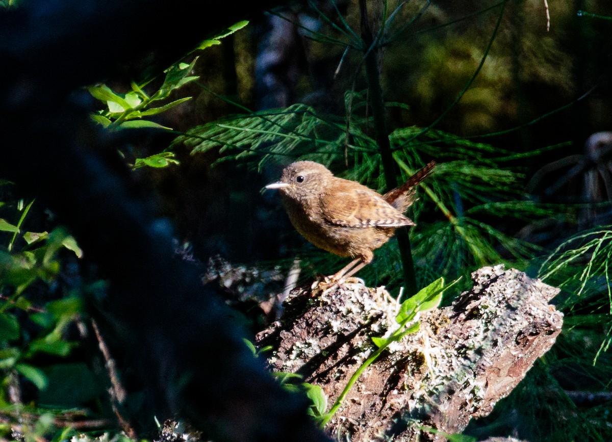 Eurasian Wren - ML288616561