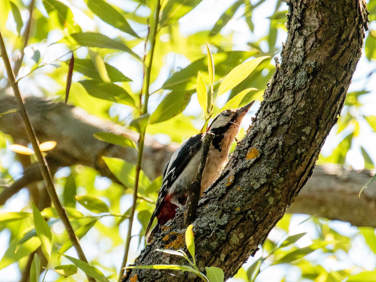 Great Spotted Woodpecker - Bob Bowhay