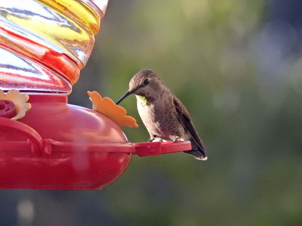 Anna's Hummingbird - ML288616761