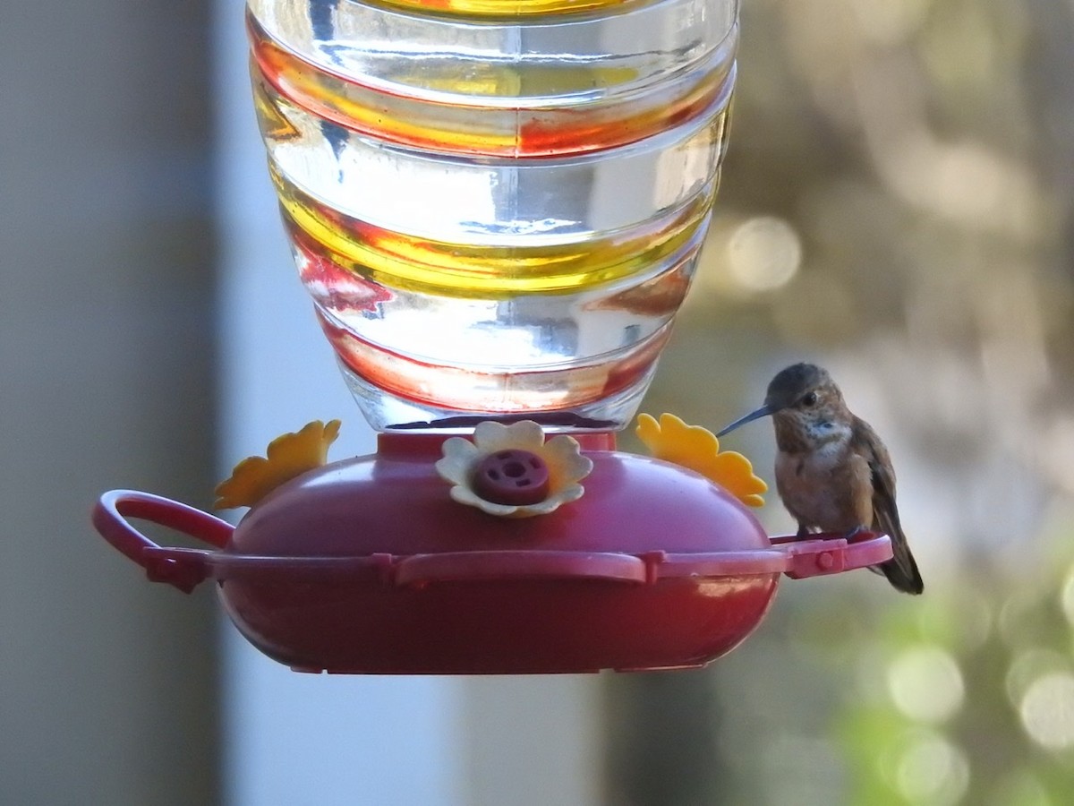 Rufous Hummingbird - ML288617891