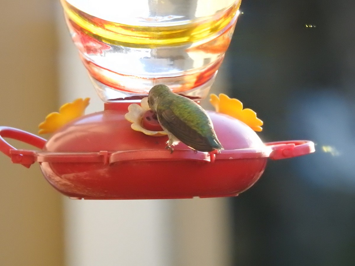 Anna's Hummingbird - ML288618031