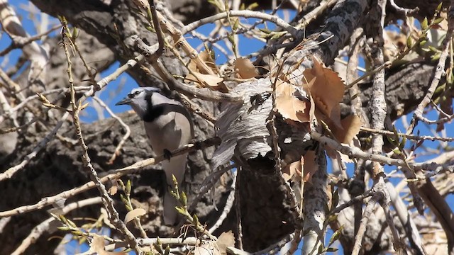 Blue Jay - ML288618171