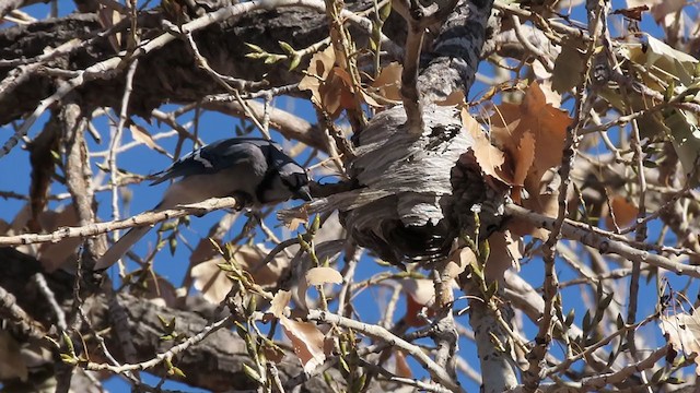 Blue Jay - ML288618491