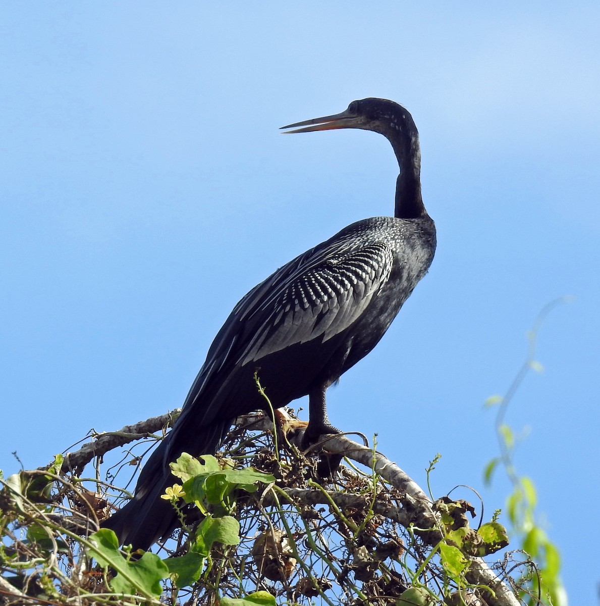 Anhinga d'Amérique - ML288619451