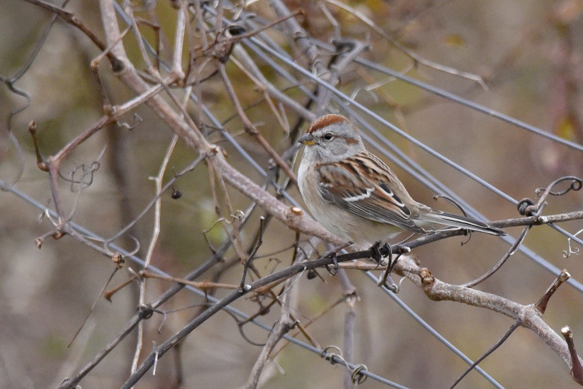 American Tree Sparrow - ML288621151