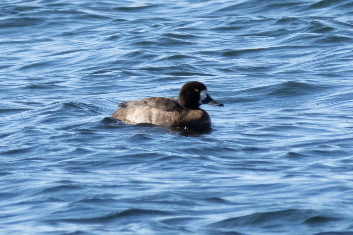 Greater Scaup - ML288624261