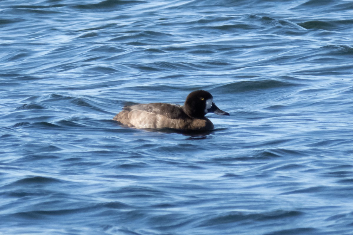 Greater Scaup - ML288624271