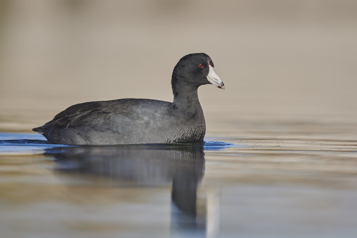 American Coot - ML288624691