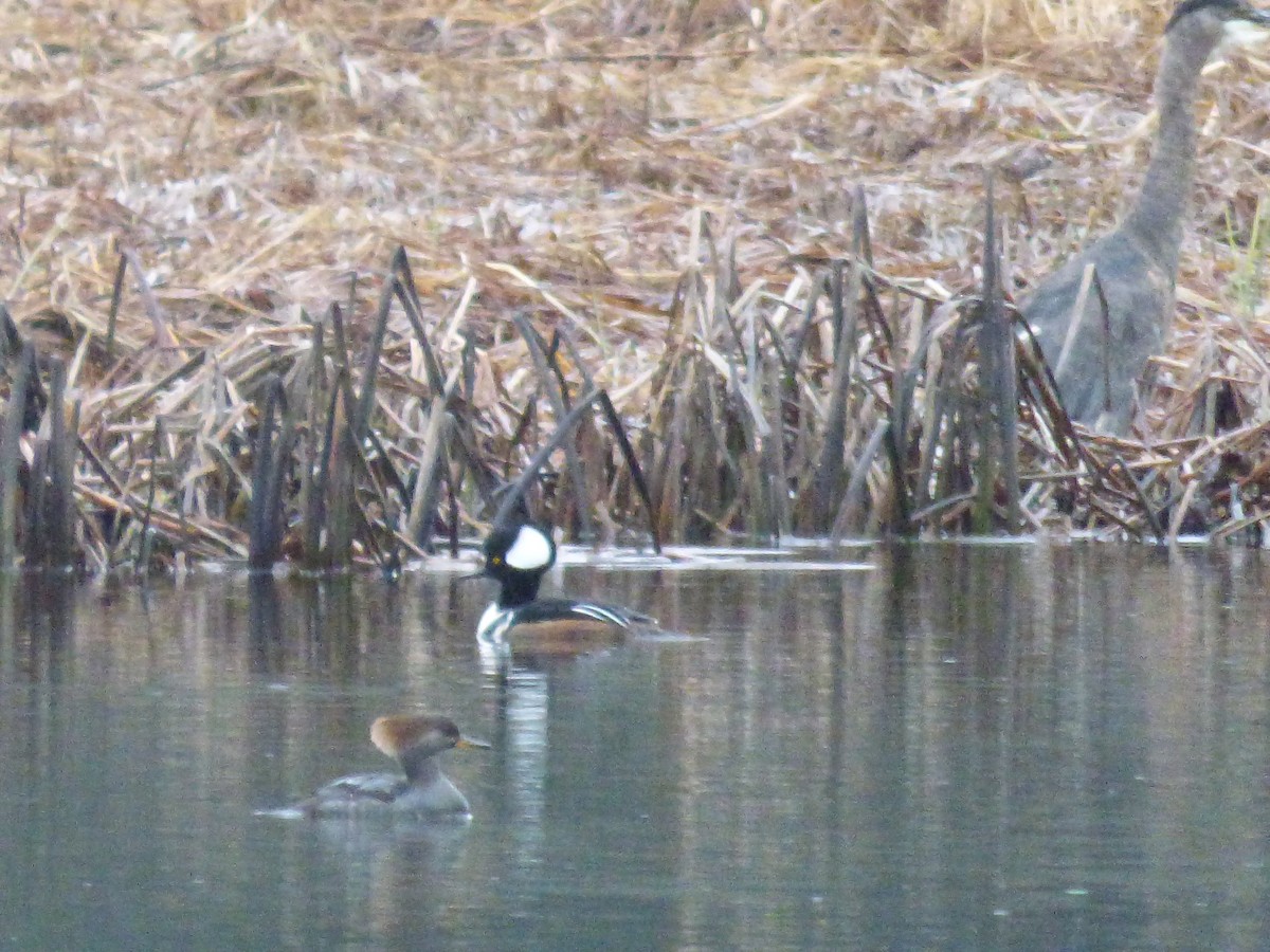 Hooded Merganser - ML288625901