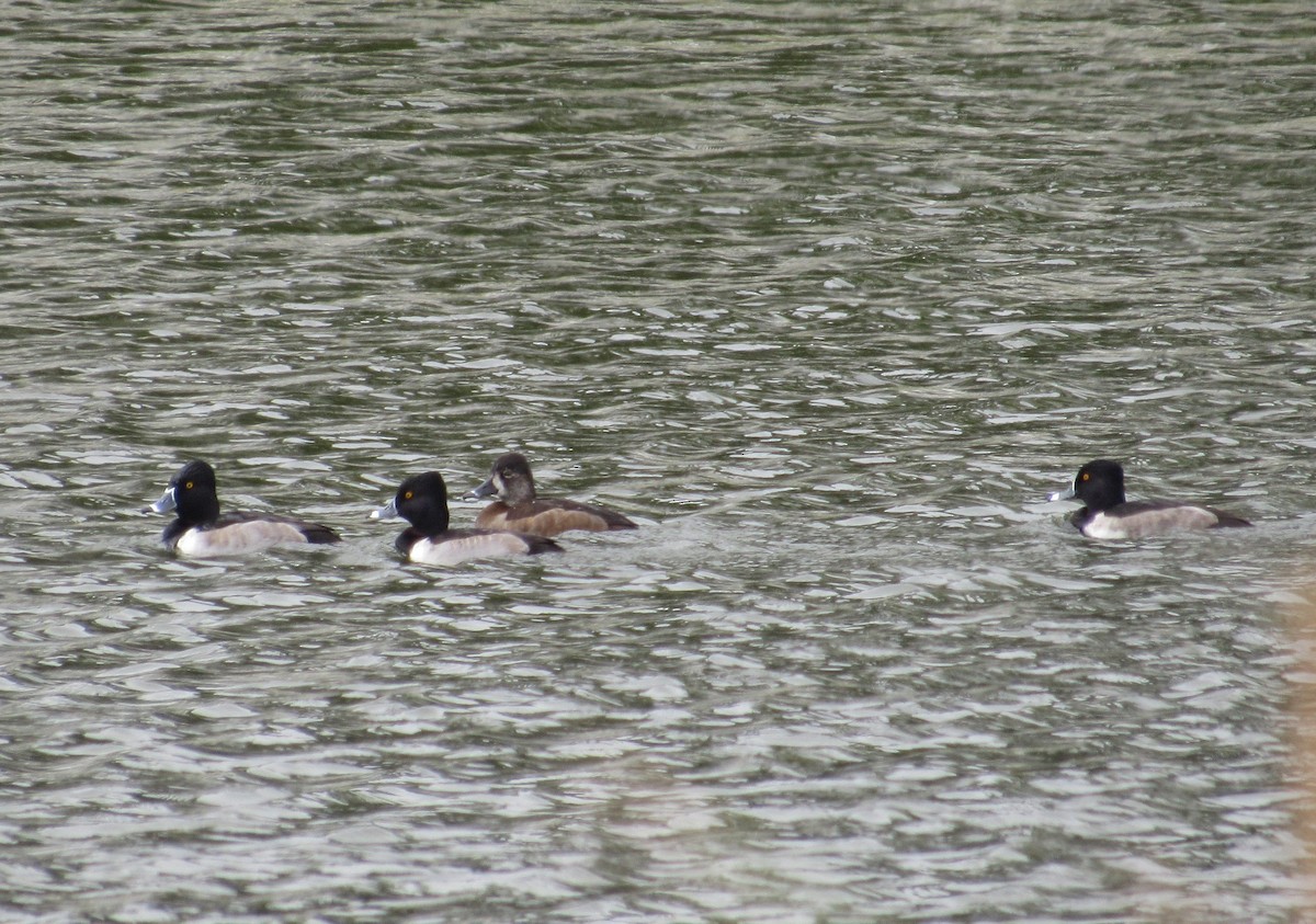 Ring-necked Duck - ML288627311