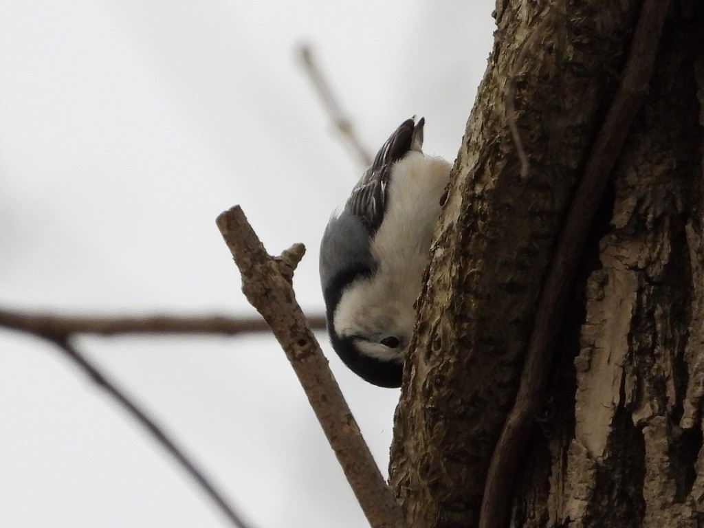 White-breasted Nuthatch - ML288628001