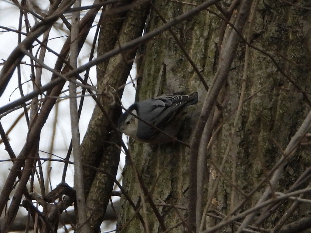 White-breasted Nuthatch - ML288628241
