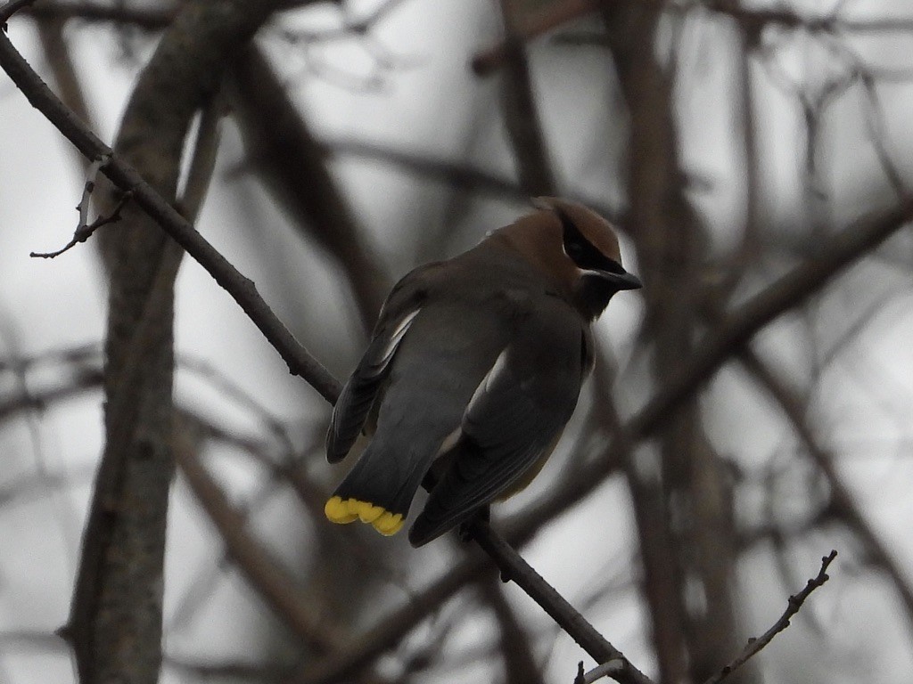 Cedar Waxwing - ML288628451