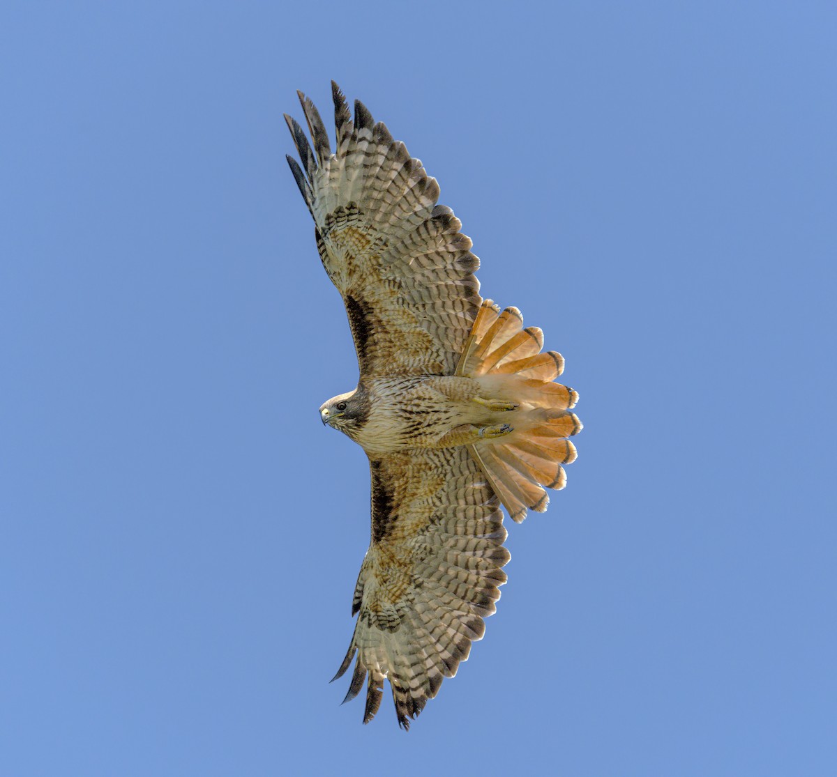 Red-tailed Hawk - Jim Shane