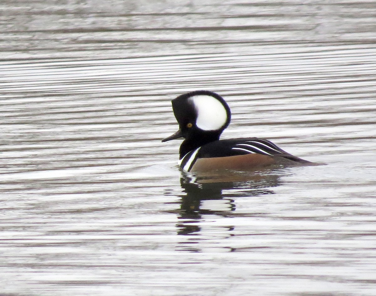 Hooded Merganser - ML288632421