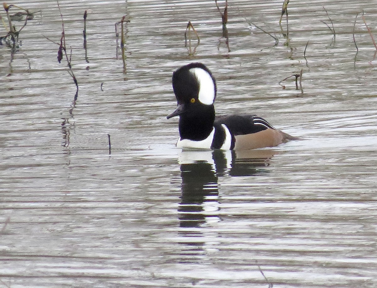 Hooded Merganser - Jamie Simmons