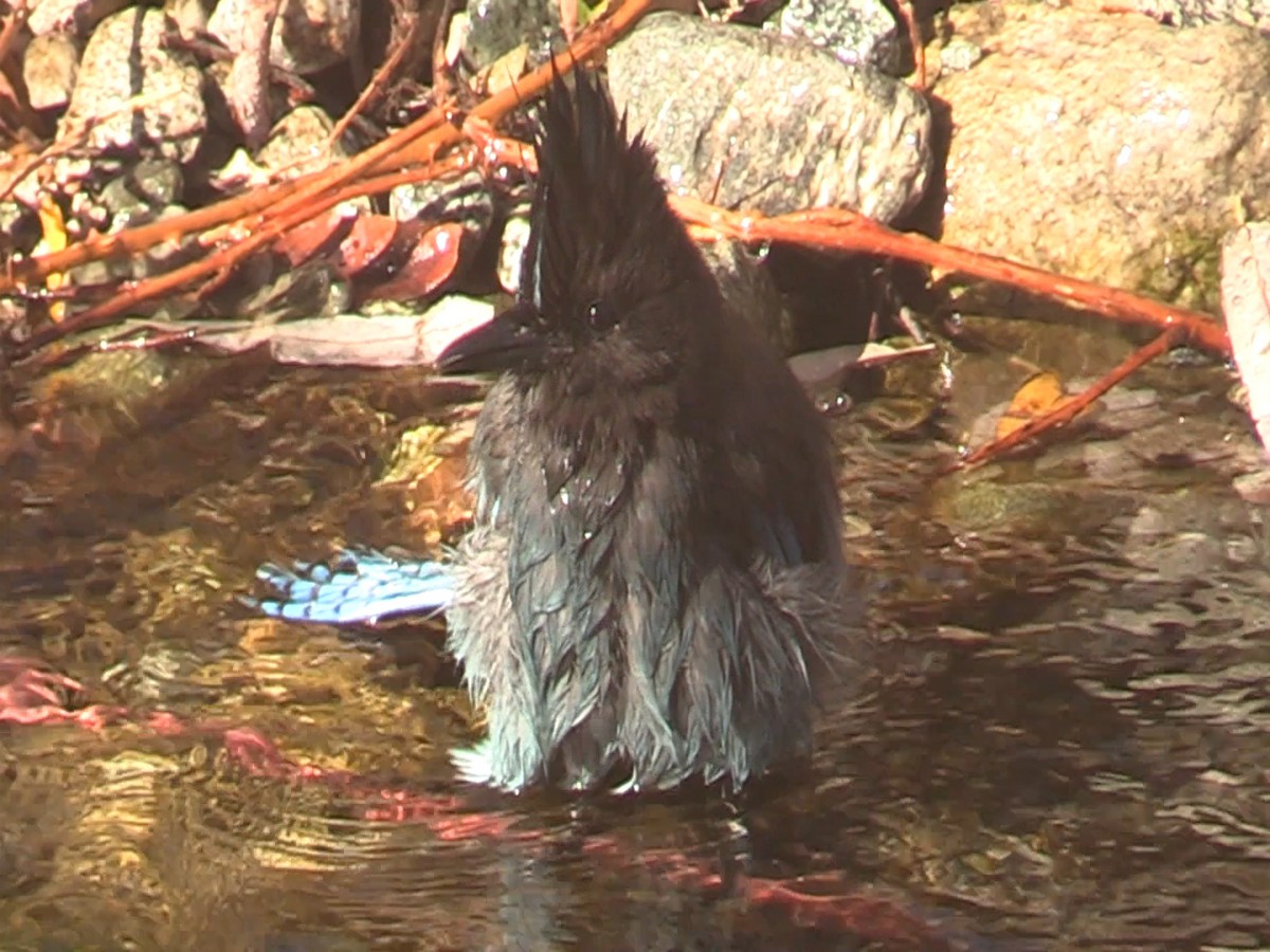 Steller's Jay - ML288635011