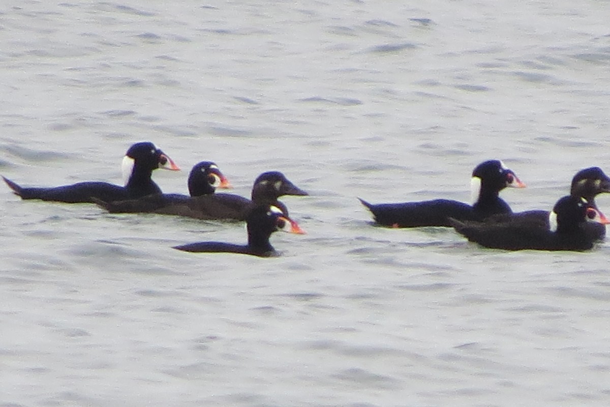 Surf Scoter - Kathy  Kirk