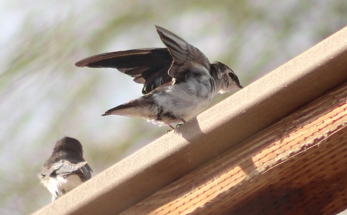 Violet-green Swallow - ML288640181