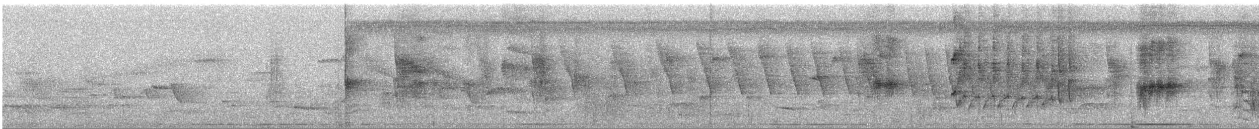 Колібрі-шаблекрил юкатанський (підвид curvipennis) - ML288644