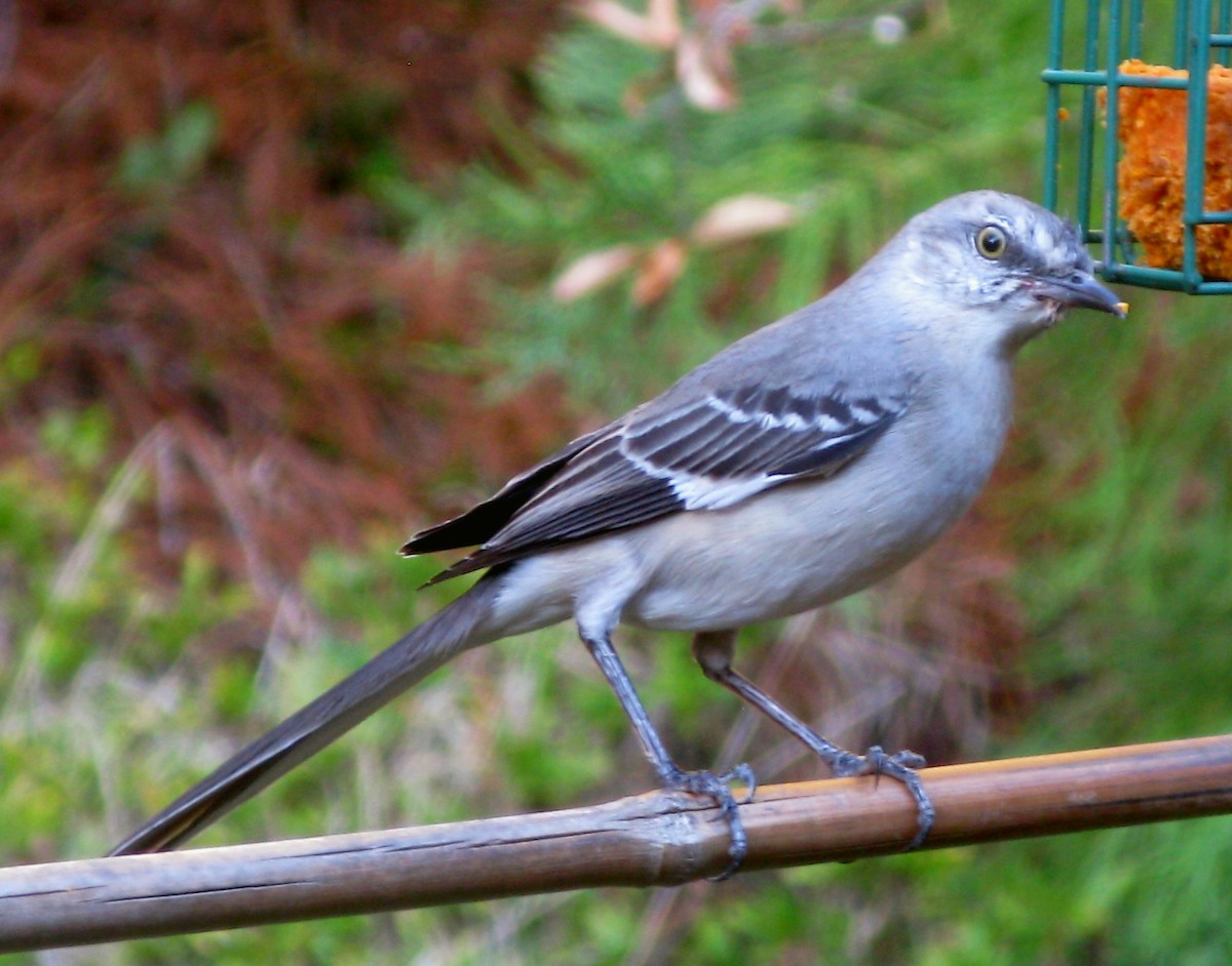 Northern Mockingbird - ML288644891